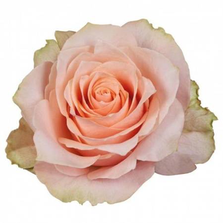 Róża TT Harmony Peach 60cm