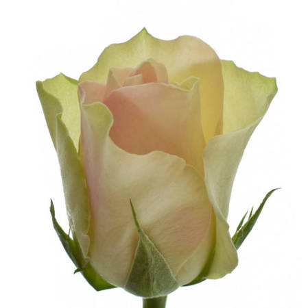 Róża TT La Belle 40cm