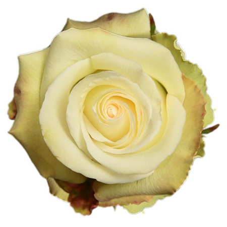 Róża TT MA Alba 60cm