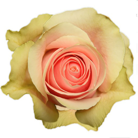 Róża TT MA Frutetto 60cm