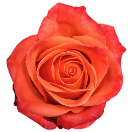Róża TT MA Orange Crush 60cm