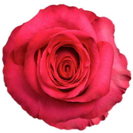 Róża TT MA PINK FLOYD 50CM