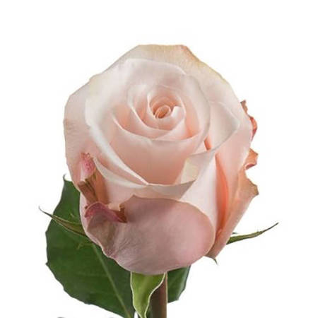 Róża TT MA Pomarosa 60CM