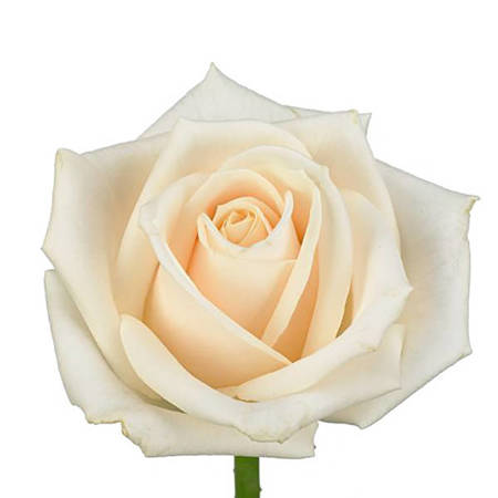 Róża TT MA Vendela 60cm