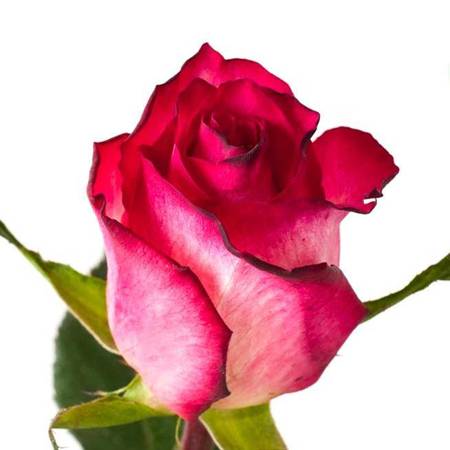 Róża TT Nicoletta 40cm