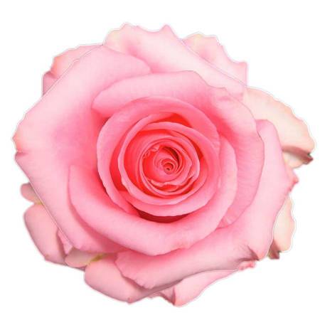 Róża TT Opala 50CM