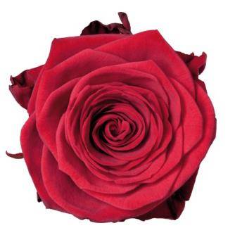 Róża TT PN Red Naomi 50cm