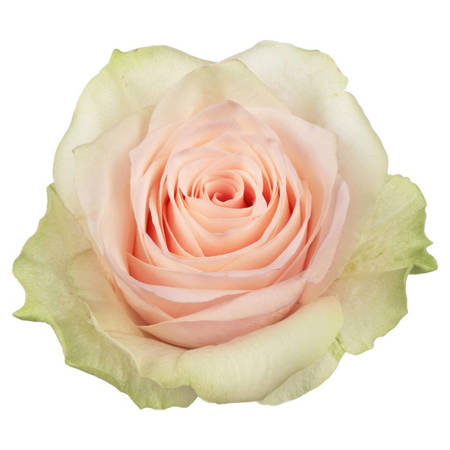 Róża TT Pink Athena 40cm