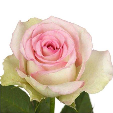 Róża TT Pink Journey 50cm