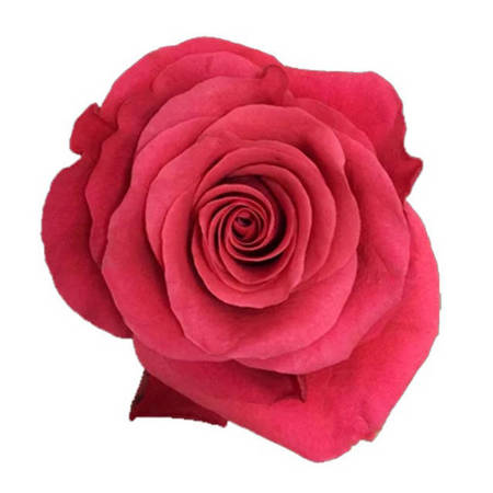 Róża TT Pink Tacazzi 50cm