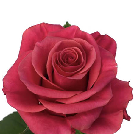 Róża TT RED TACAZZI 50cm