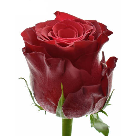 Róża TT Rhodos 40cm