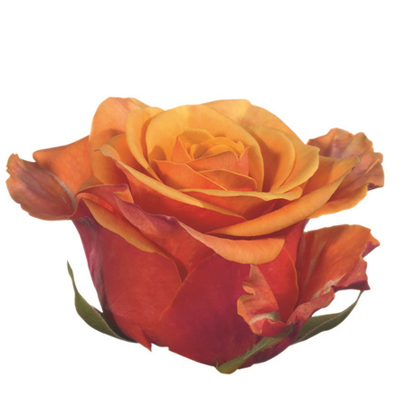 Róża TT Róża Herbaciana AF 40cm