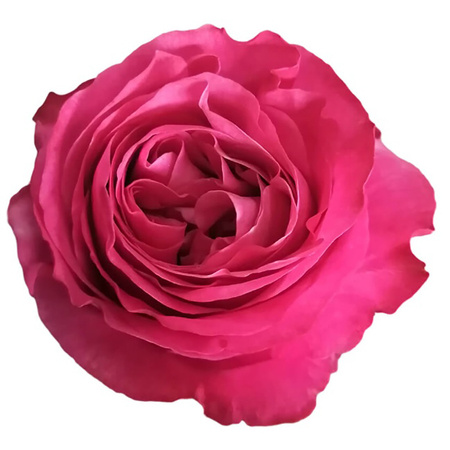 Róża TT SB All 4 Love 50cm