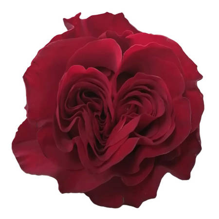 Róża TT SB Hearts 50CM