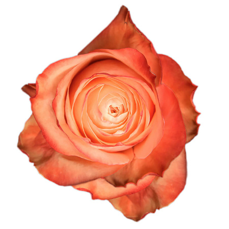 Róża TT SB Kahala 50CM