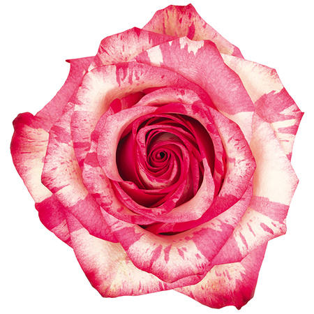 Róża TT SB Magic Times 50cm