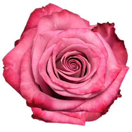 Róża TT SB Moody Blues 50cm