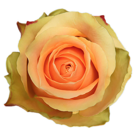 Róża TT SB Nectarine 60CM