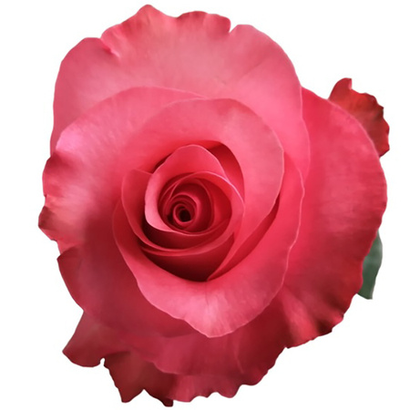 Róża TT SB Pink Love 50cm