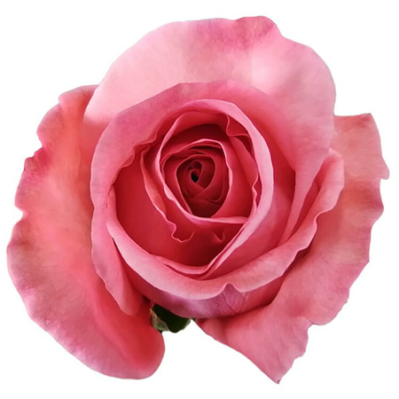 Róża TT SB Pink X-Pression 50CM
