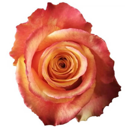 Róża TT SB Silantoi 50cm