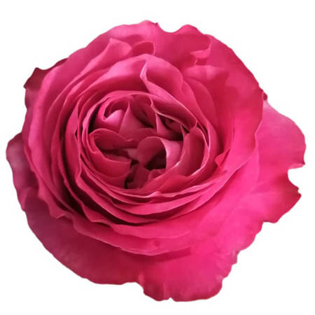 Róża TT SB Sweet 4 Love 50cm