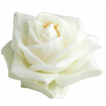 Róża TT SB White Ohara 60cm