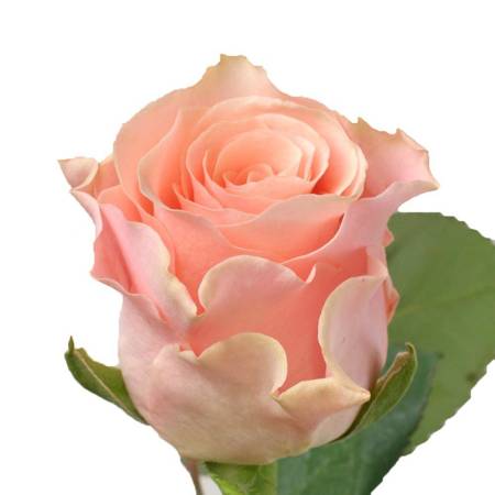 Róża TT Sweet Tacazzi 40cm