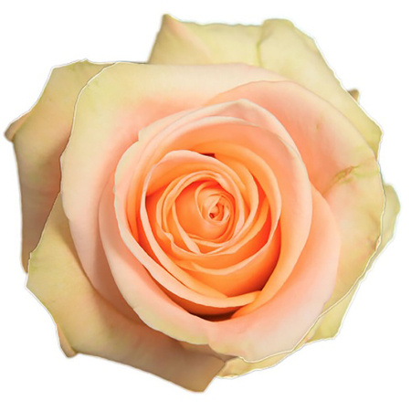 Róża TT Tiffany 50cm