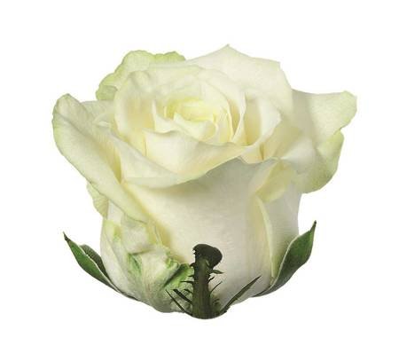 Róża WHITE NAOMI Na Wjątkową Okazję 50cm