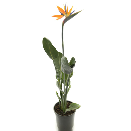 Strelitzia reginae d24 flowered h80cm