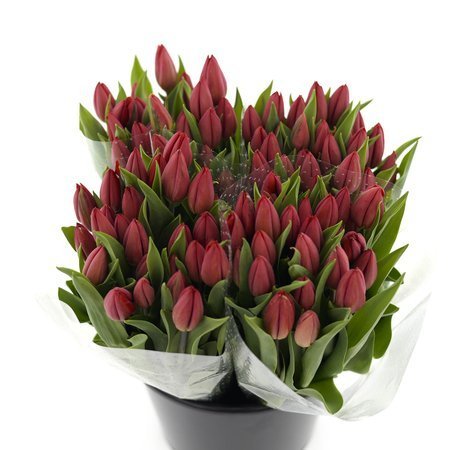 Tulipan Czerwony NL 3/x50