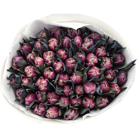 Tulipan Double Bohemian 40cm x50