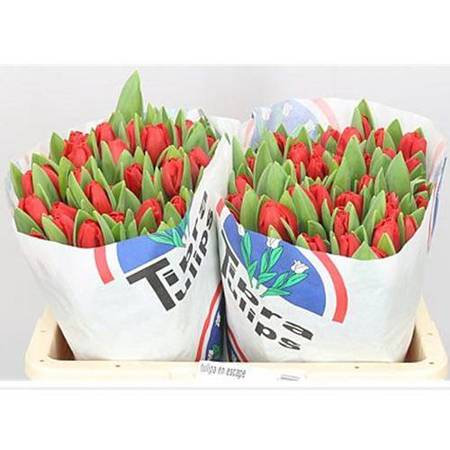 Tulipan Escape Premium 36g+ 40cm x50/x150