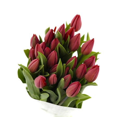 Tulipan Strong Fire Red x50x150