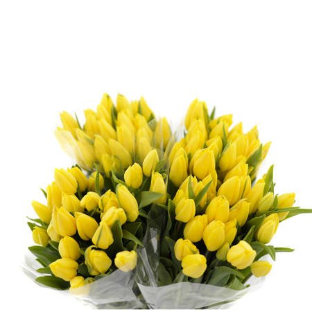 Tulipan Yellow 37cm 28gr x50x150
